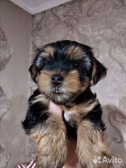 Йоркширский терьер