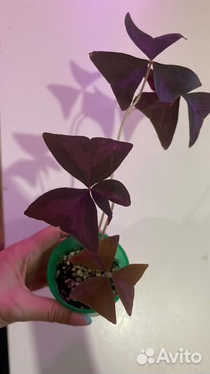 Комнатные растения (домашние цветы)