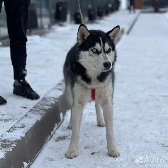 Хаски в добрые руки