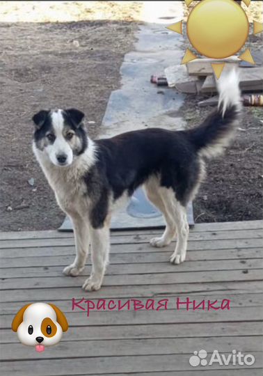 Красивая молодая собака