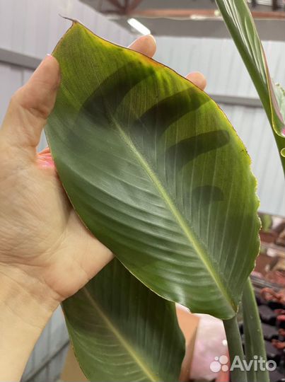 Стрелиция Регина 110см взрослая