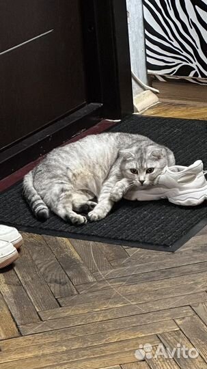 Шотландская вислоухая девочка