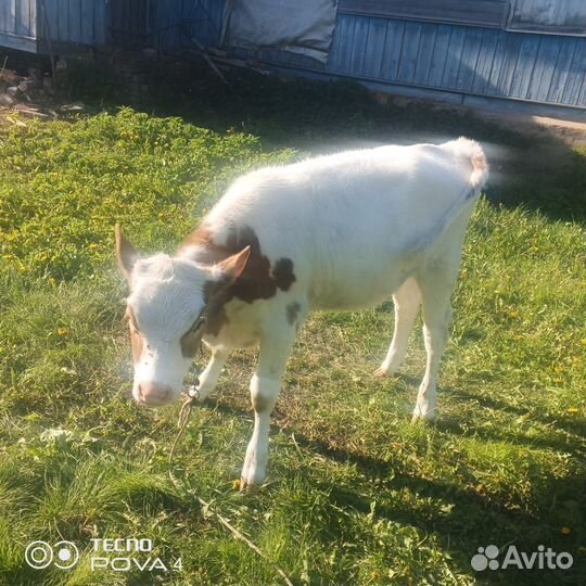 Телята и телочки