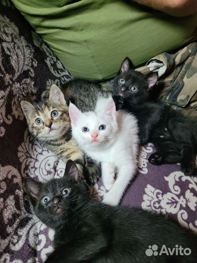 Котята в добрые руки