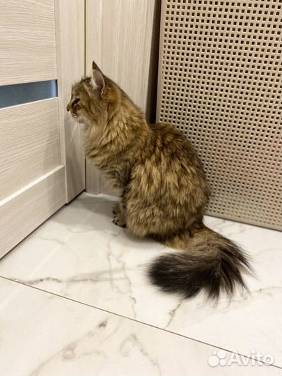 Кошки в добрые руки