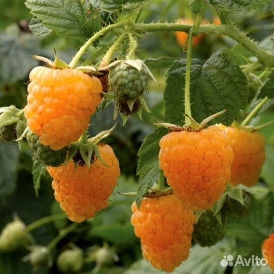 Саженцы малины жёлтая/красная