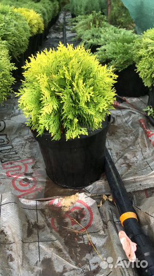 Хвойные растения