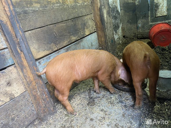 Поросята породы дюрок
