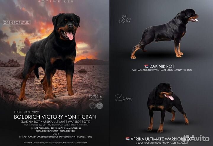 Щенки ротвейлера