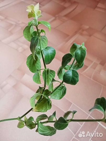 Белопероне