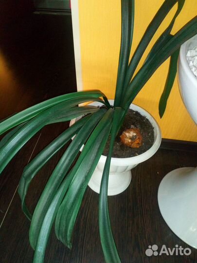 Пальмы и большие цветы