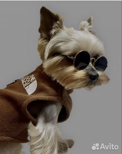 Одежда для собак