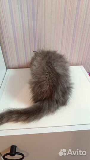 Персидские котята