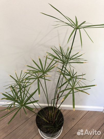 Циперус папирус