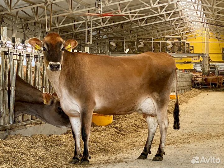 Племенные нетели Джерсейской породы (Джерси)