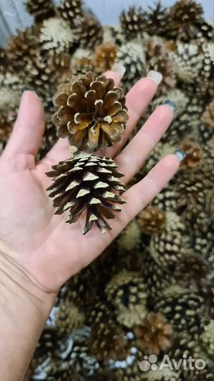 Сосновые шишки набр 10 штук