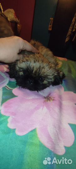 Курносые любнуши