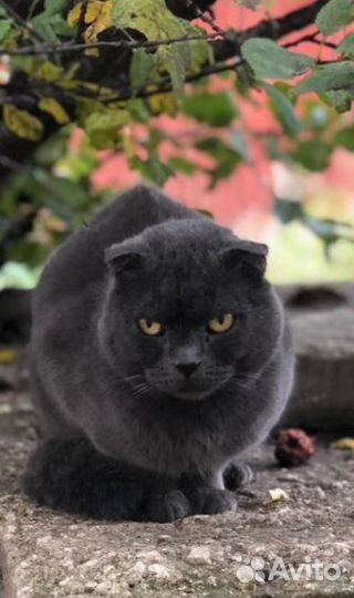 Шотландский вислоухий кот бесплатно