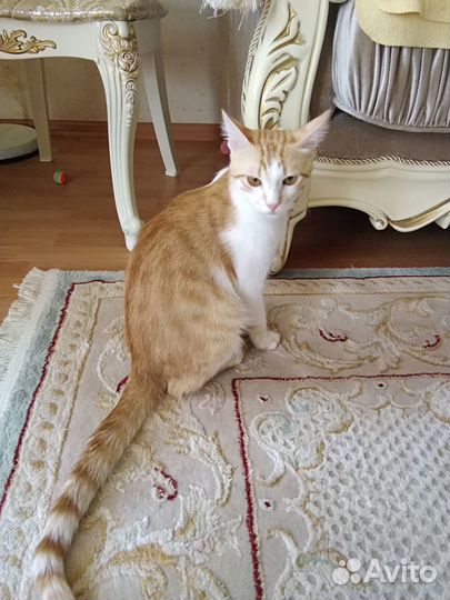 Котик Маркиз ждет любящее сердце