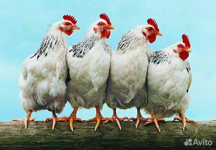 Куры несушки