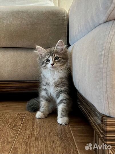 Пушистый котенок девочка