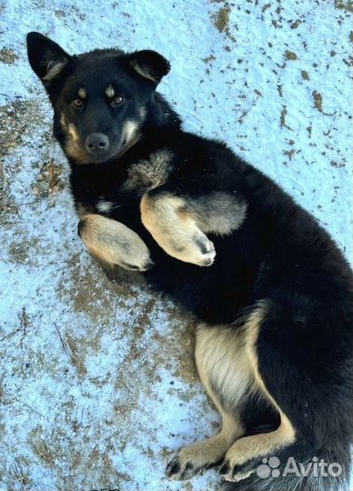 Собака в добрые руки