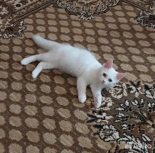 Отдам в добрые руки