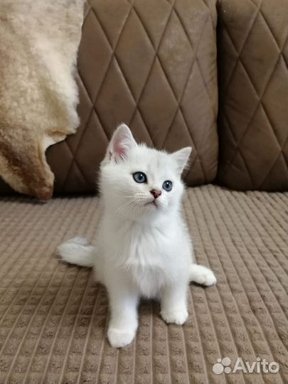 Британские котята
