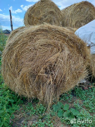 Продам сено в рулонах