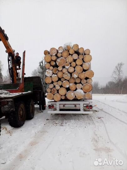 Лес кругляк