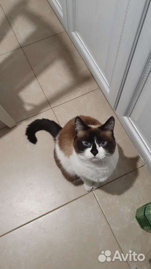 Передержка животных