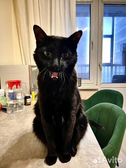 Выгул собак