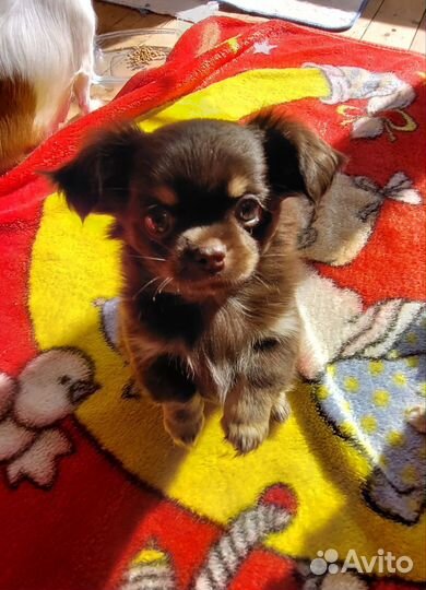 Щенки чихуахуа