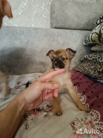 Той-терьер щенки