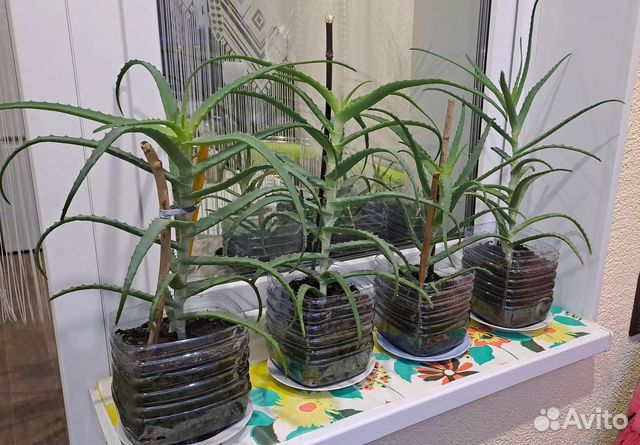 Алоэ (столетник)