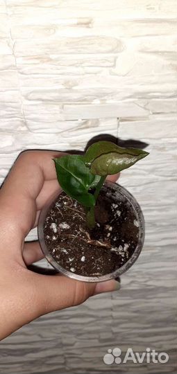 Сингониум Клубничный Лёд