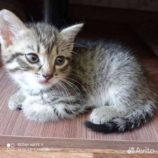 Кошка