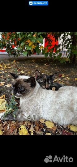 Кошечка и котенок (подросток) мальчик