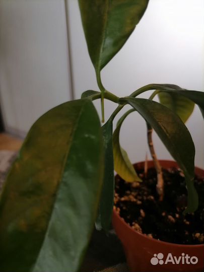 Хойя Мультифлора