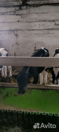 Телята бычки и тёлочки