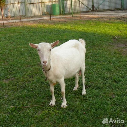 Зааненская коза