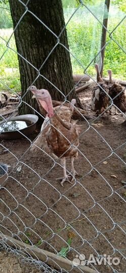 Молодняк индюков узбекской палевой и бронза
