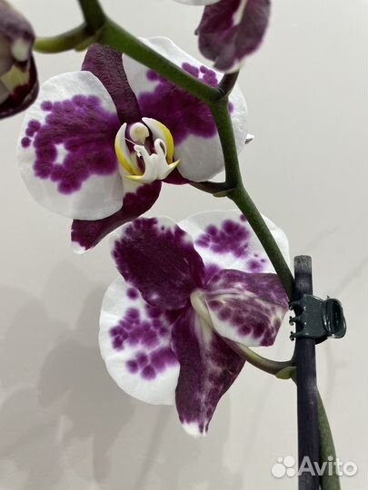 Орхидея фаленопсис 1650. Доставка бесплатно