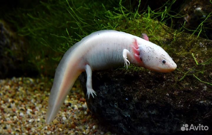 Аксолотль