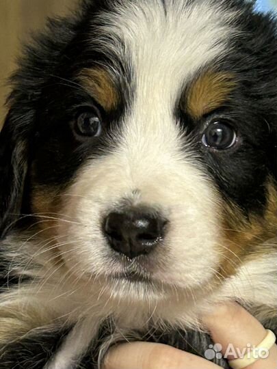 Бернский зенненхунд