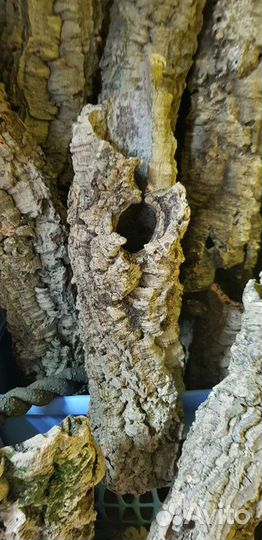 Кора пробкового дуба