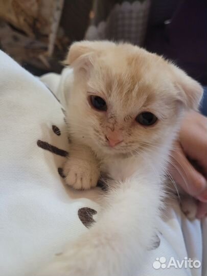 Котята в добрые руки бесплатно