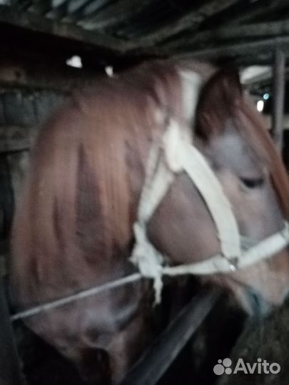 Жеребц, Кобыла