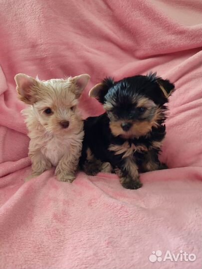 Собаки щенки