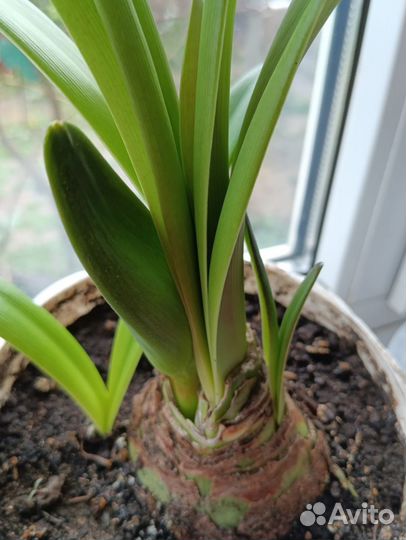 Гиппеаструм